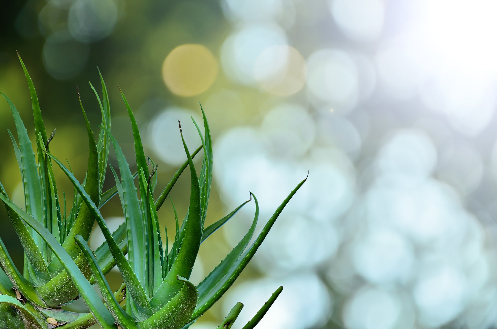 Aloe Vera
